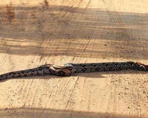 Robots serpiente en el epicentro: cómo exploran grietas y escombros inaccesibles paso a paso