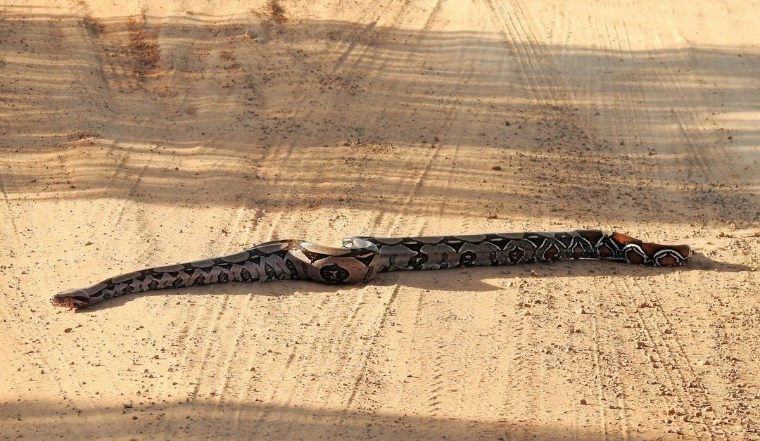 Serpiente de patrón oscuro extendida sobre un camino de tierra
